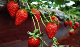 水莓100国产免费